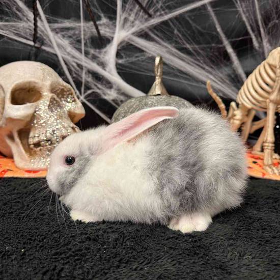 Flemish Giant Holland Lop Mix