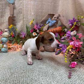Dachshund