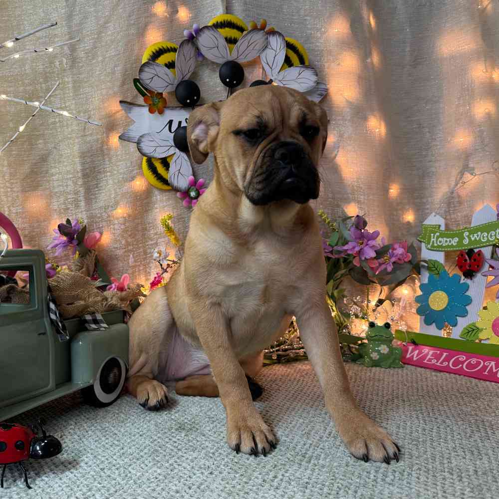 carousel pet images