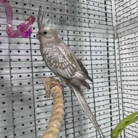 Cockatiel