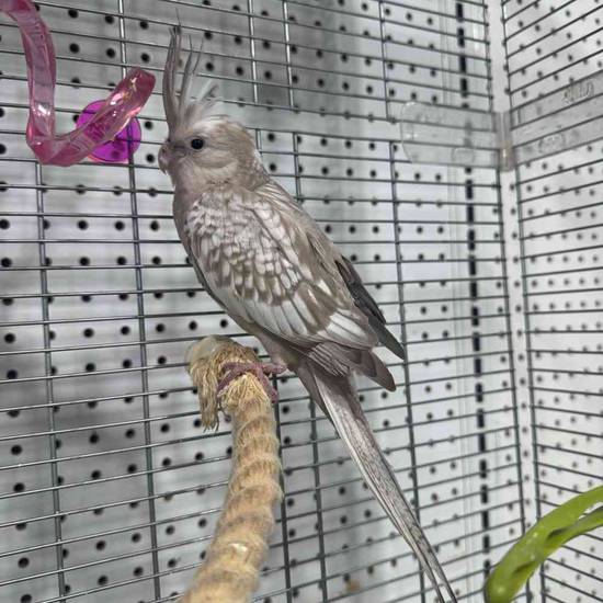 Cockatiel