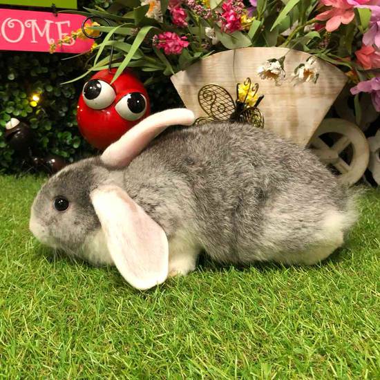 Flemish Giant Holland Lop Mix