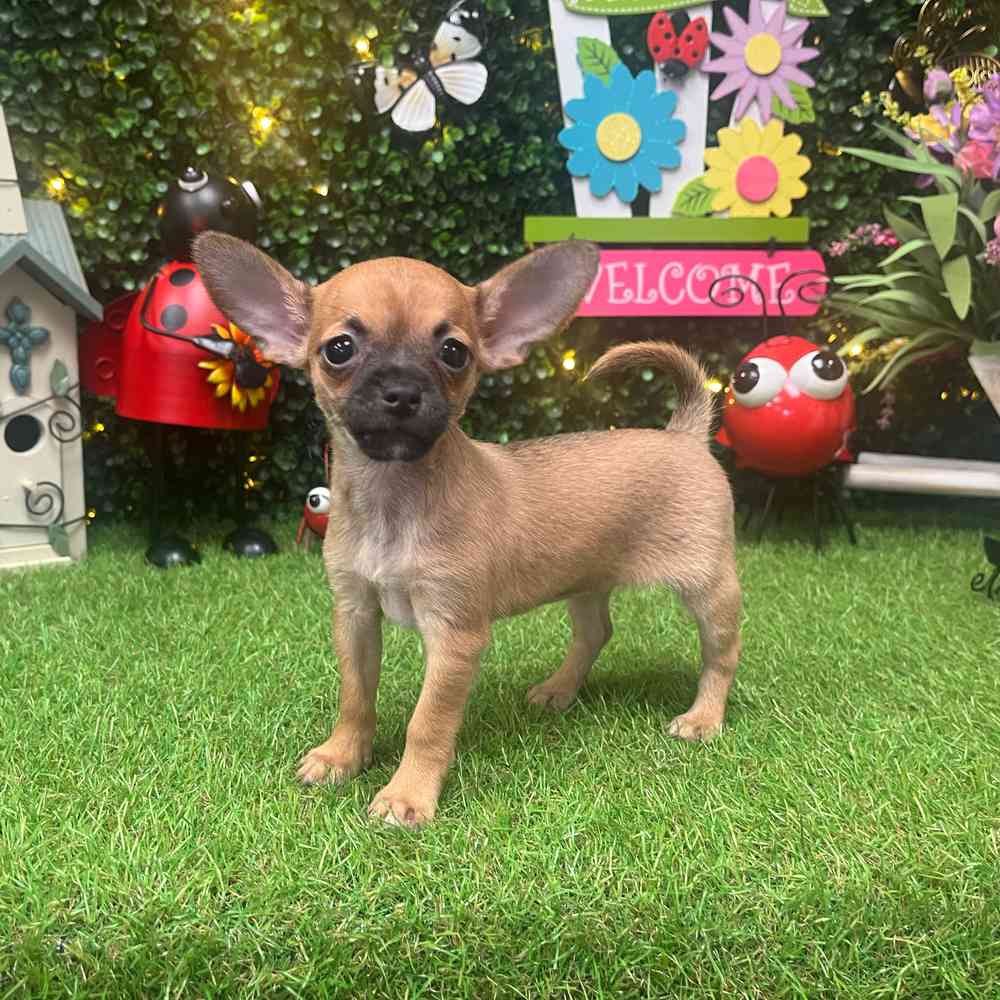 carousel pet images