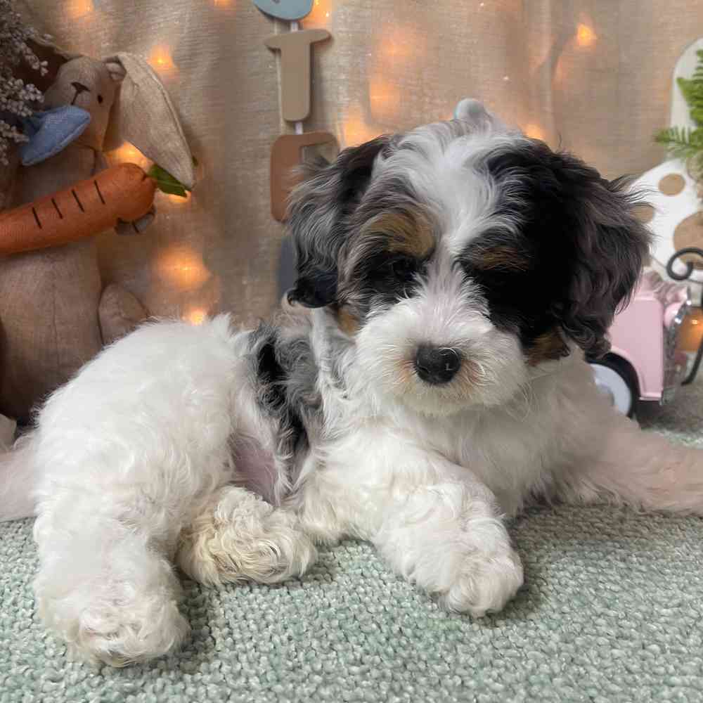 carousel pet images