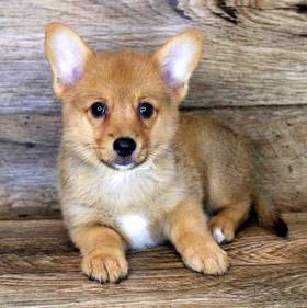 Corgiranian (Pomeranian/Welsh Corgi)