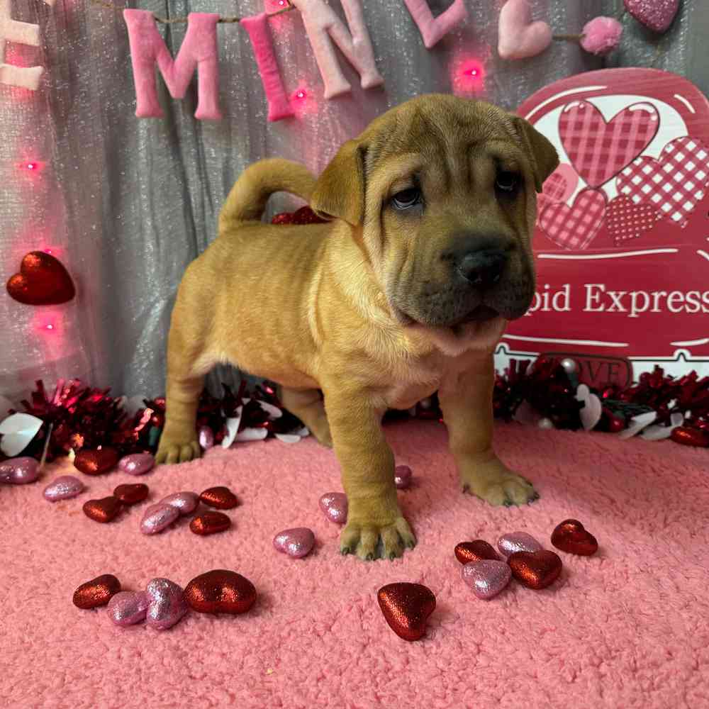 carousel pet images