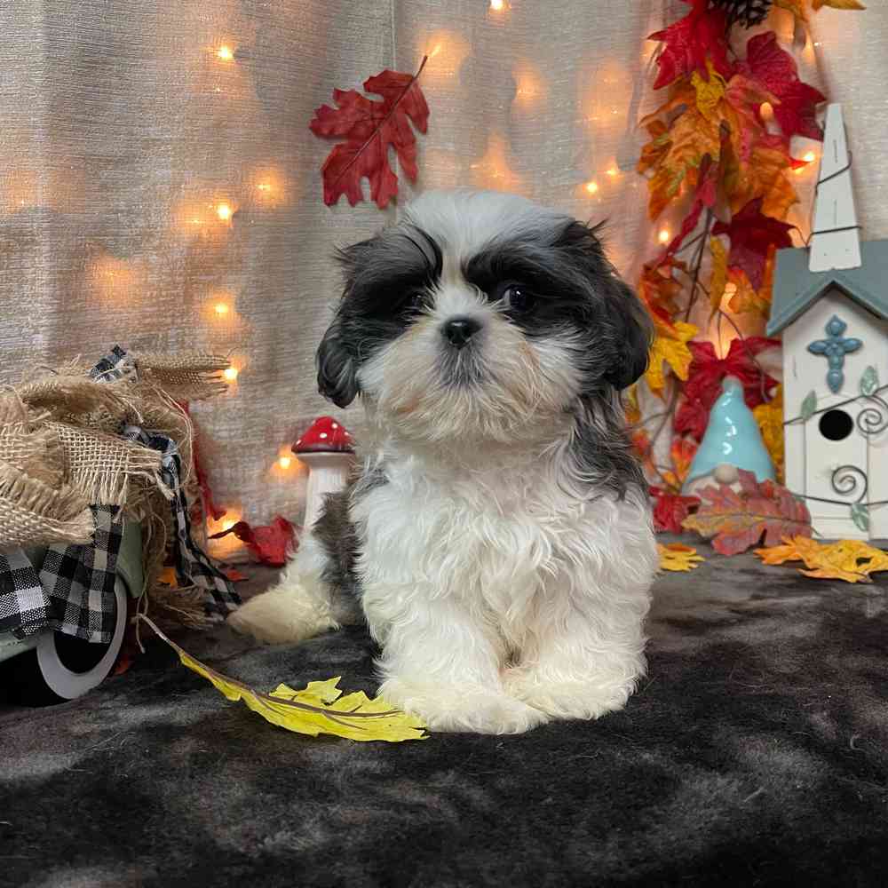 carousel pet images