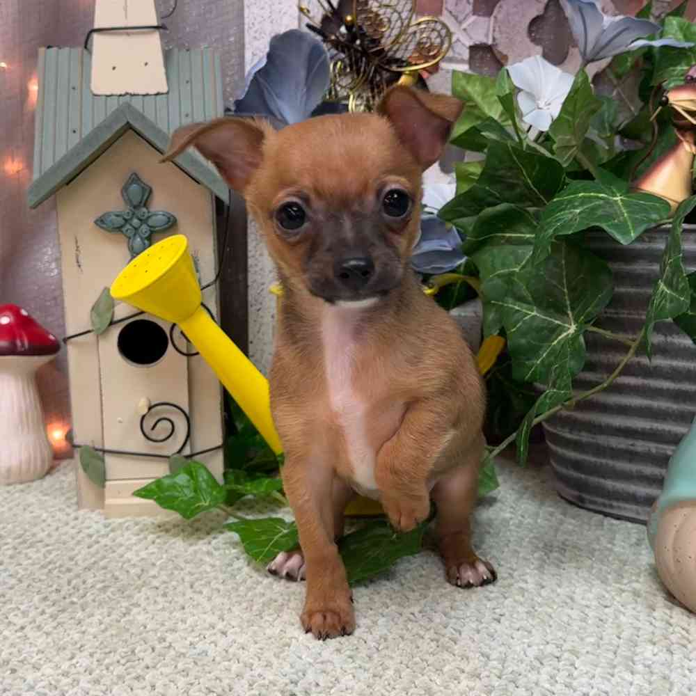 carousel pet images