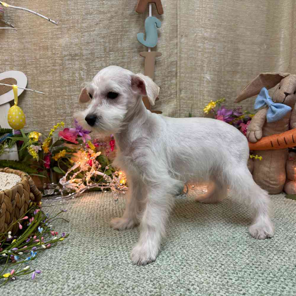 carousel pet images