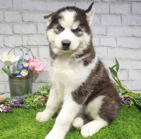 Siberian Husky