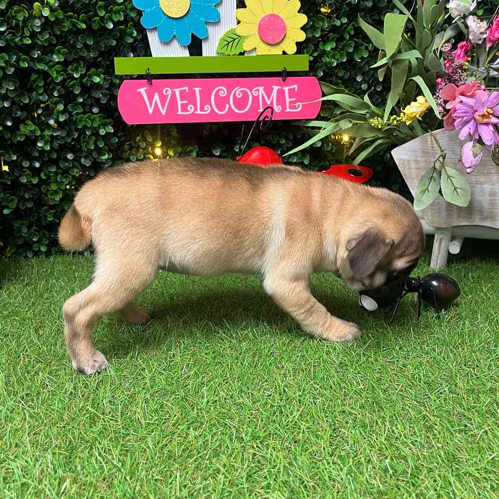 carousel pet images
