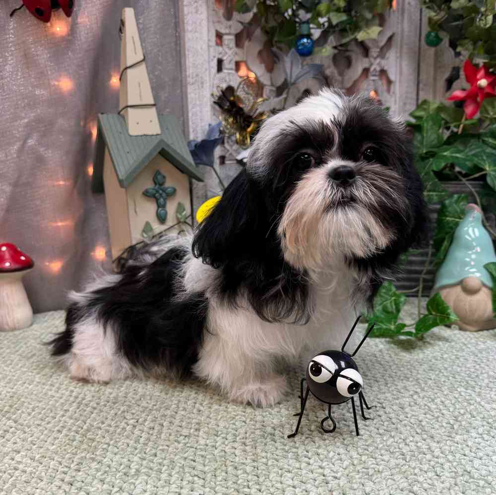 carousel pet images