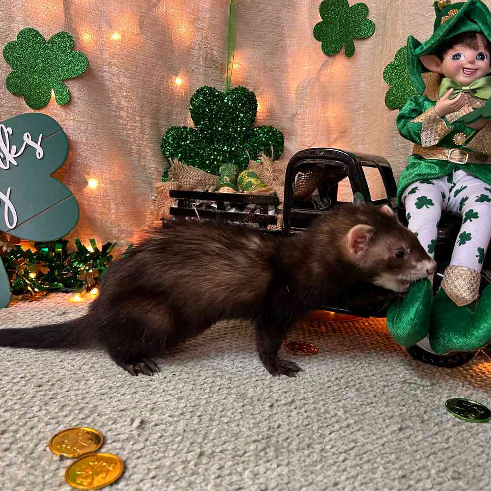 carousel pet images