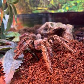 Stripe Knee Taranula