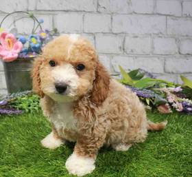 Cavapoo