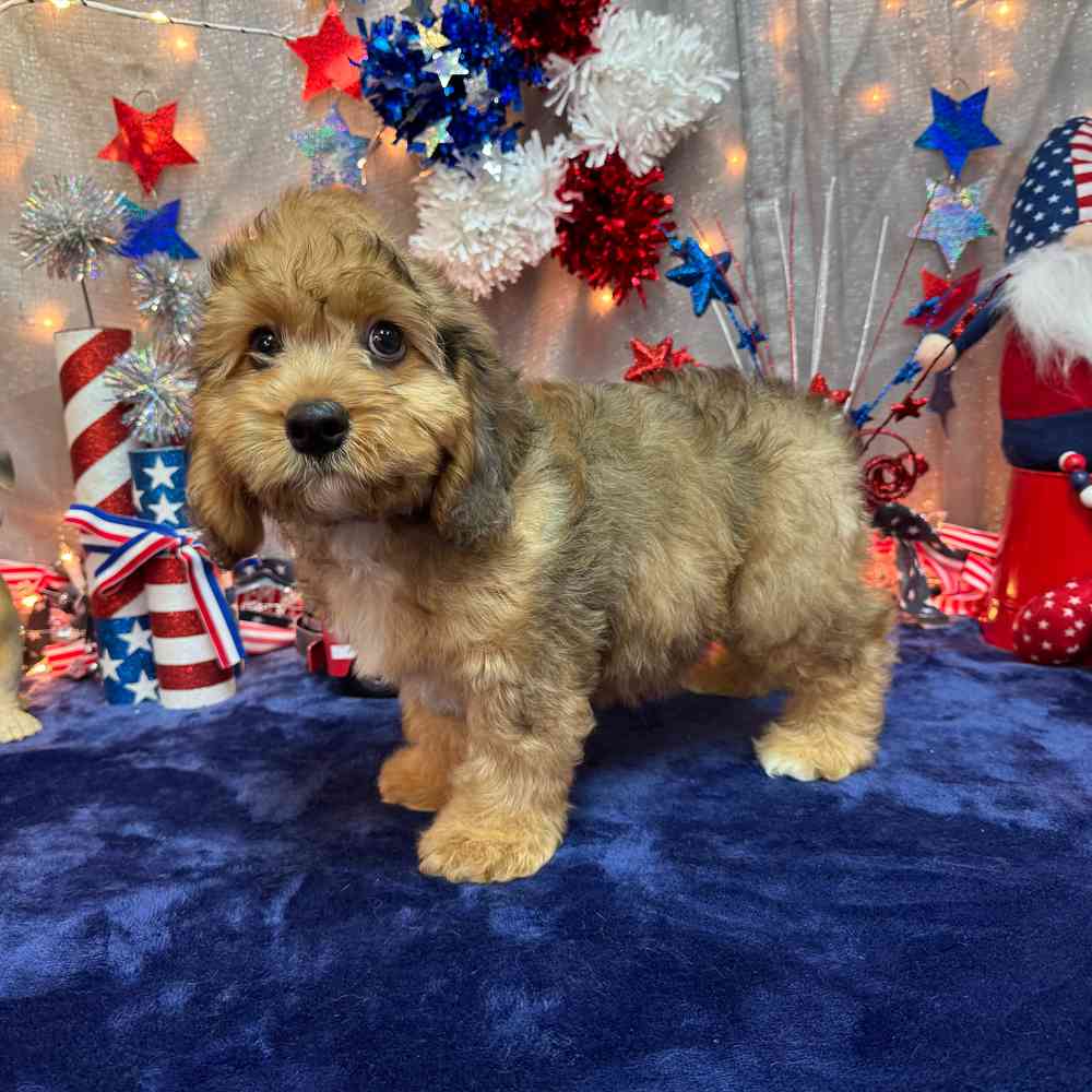 carousel pet images