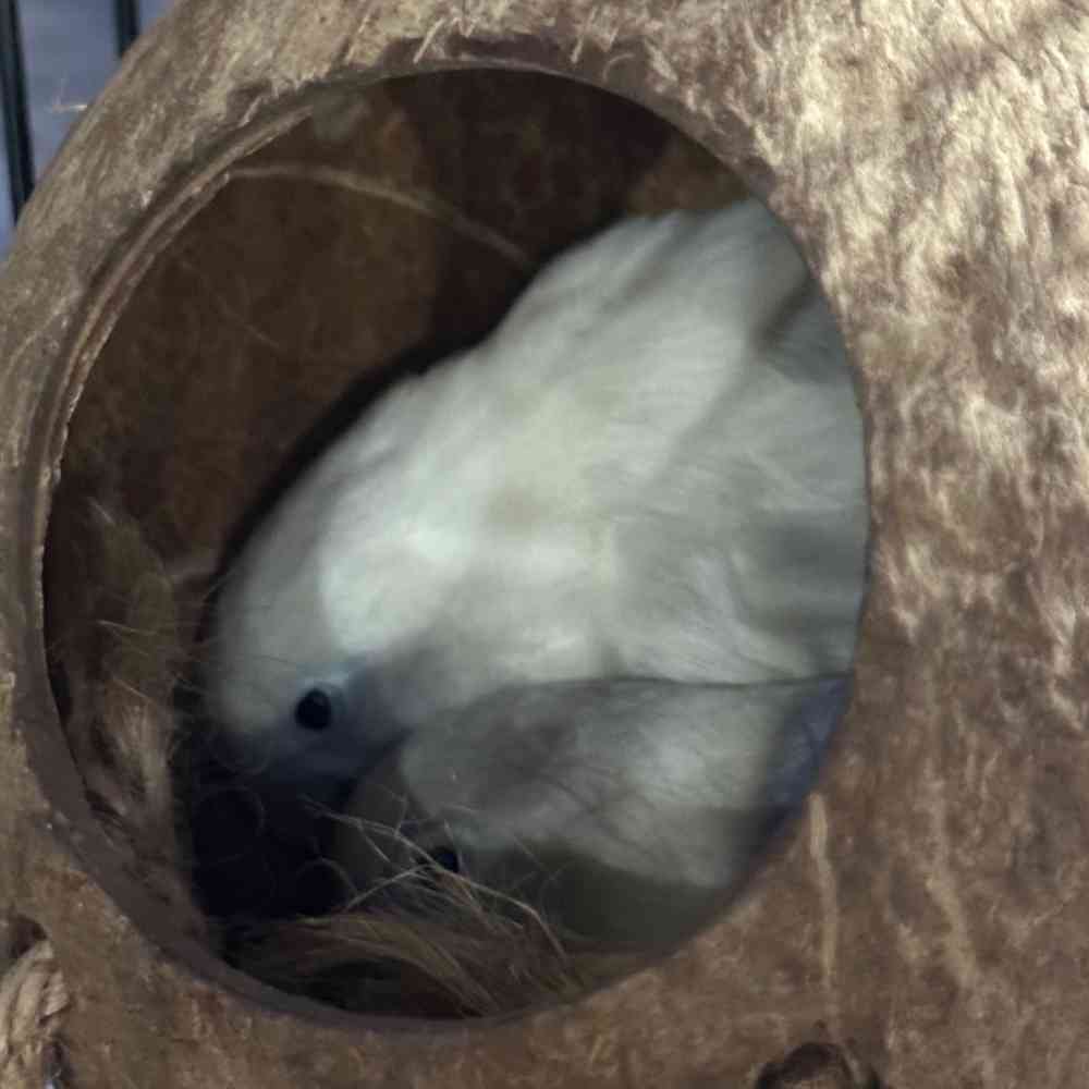 carousel pet images