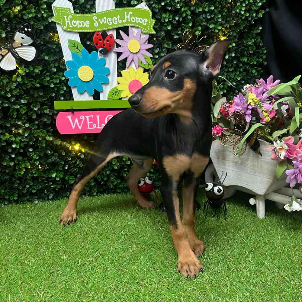 carousel pet images