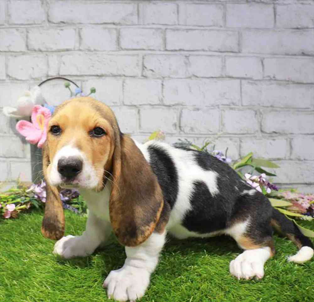 carousel pet images