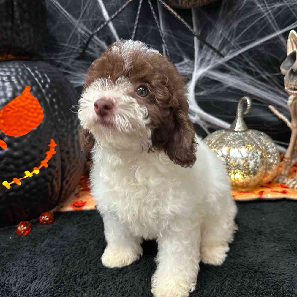 carousel pet images