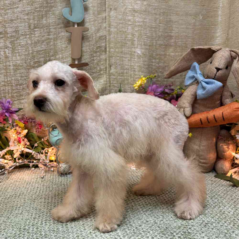 carousel pet images