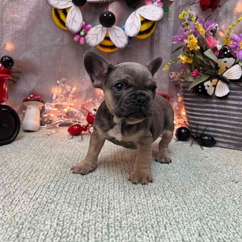 carousel pet images