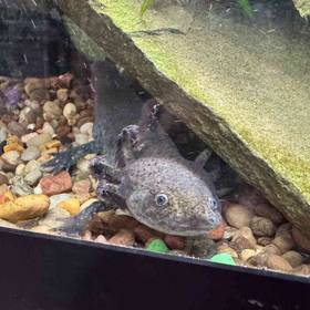 Axolotl