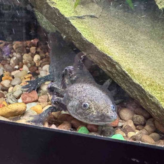Axolotl