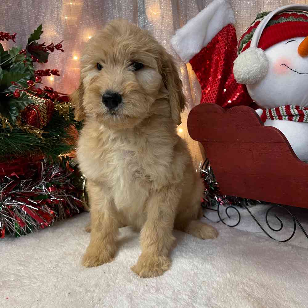 carousel pet images