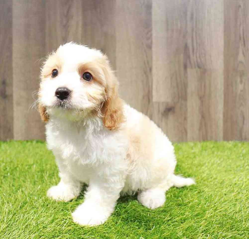 Image of a pet breed in the gallery