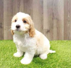 Cavachon