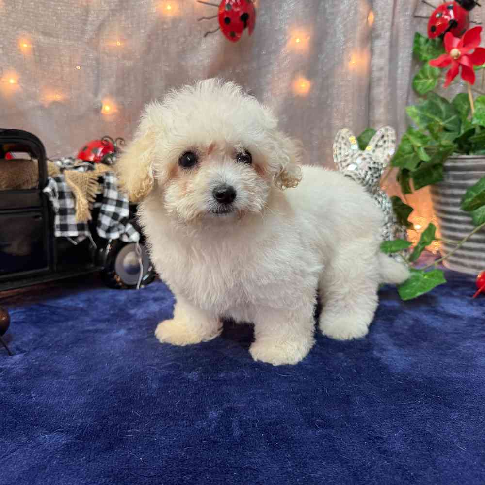 Image of a pet breed in the gallery