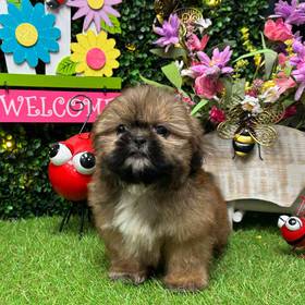 Shih Tzu