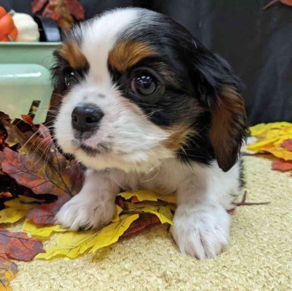 carousel pet images