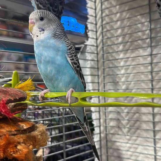 Parakeet