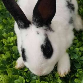 Rabbit
