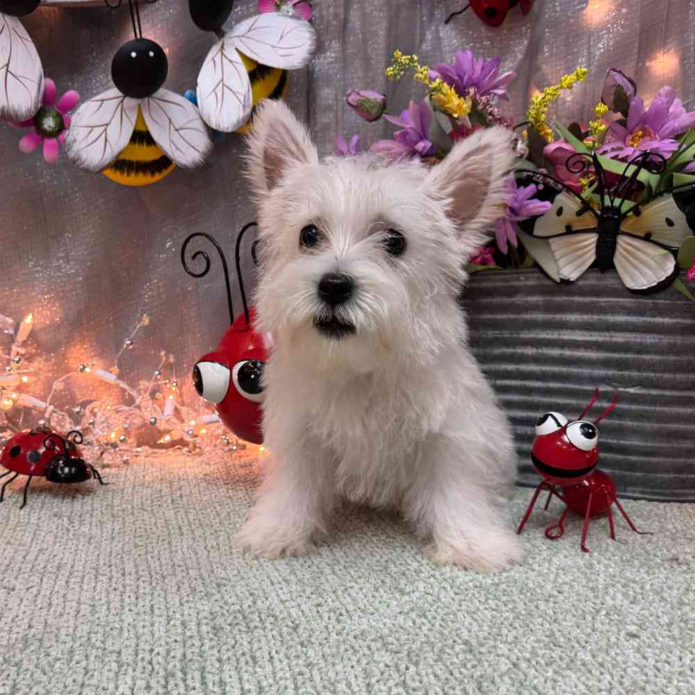 Image of a pet breed in the gallery
