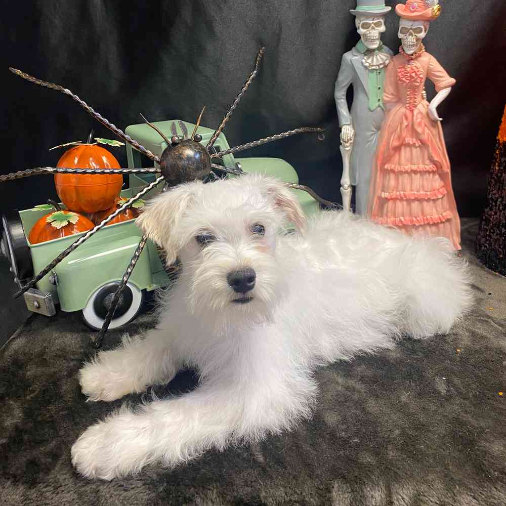 carousel pet images