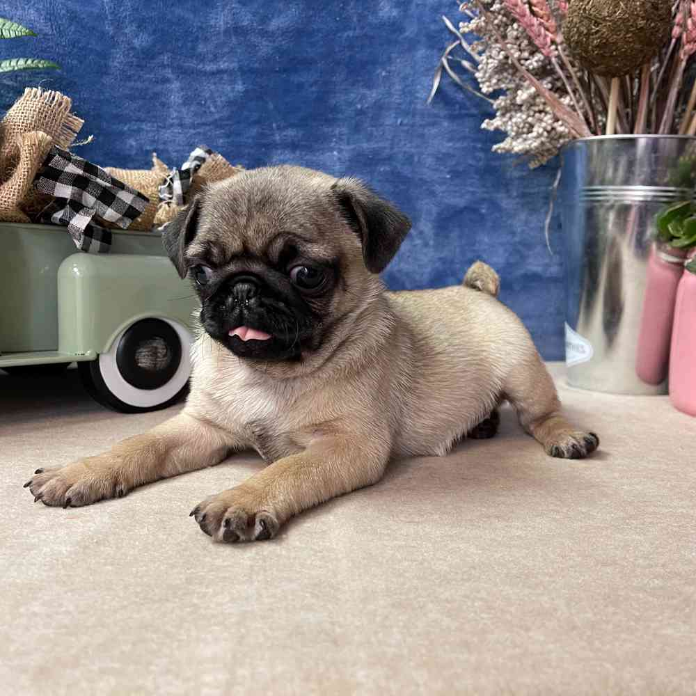 carousel pet images
