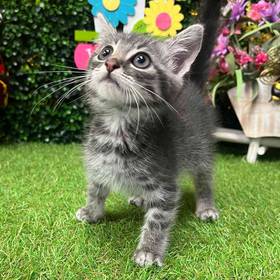 Domestic Kitten