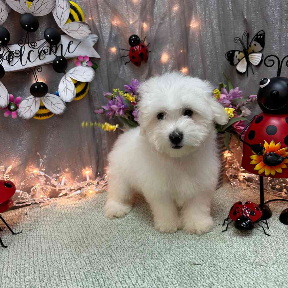 Image of a pet breed in the gallery