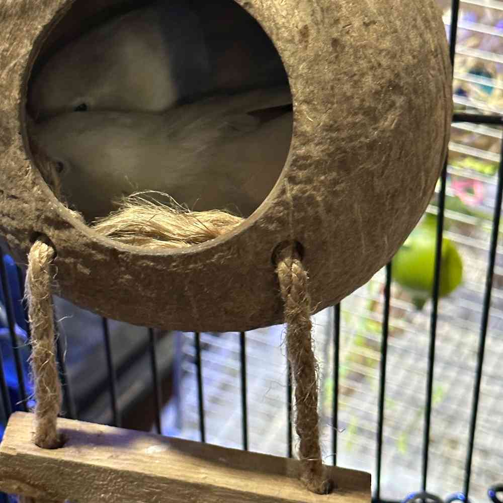 carousel pet images