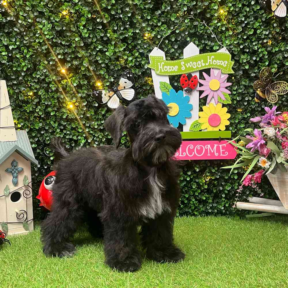 carousel pet images