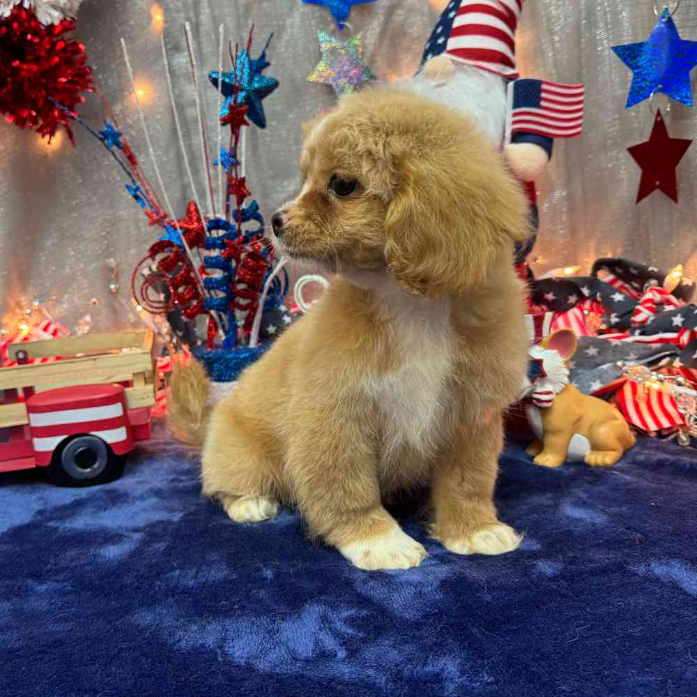 carousel pet images