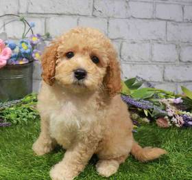 Cavapoo