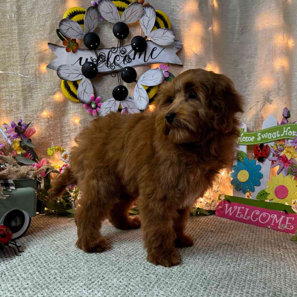 carousel pet images
