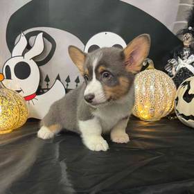 Pembroke Welsh Corgi