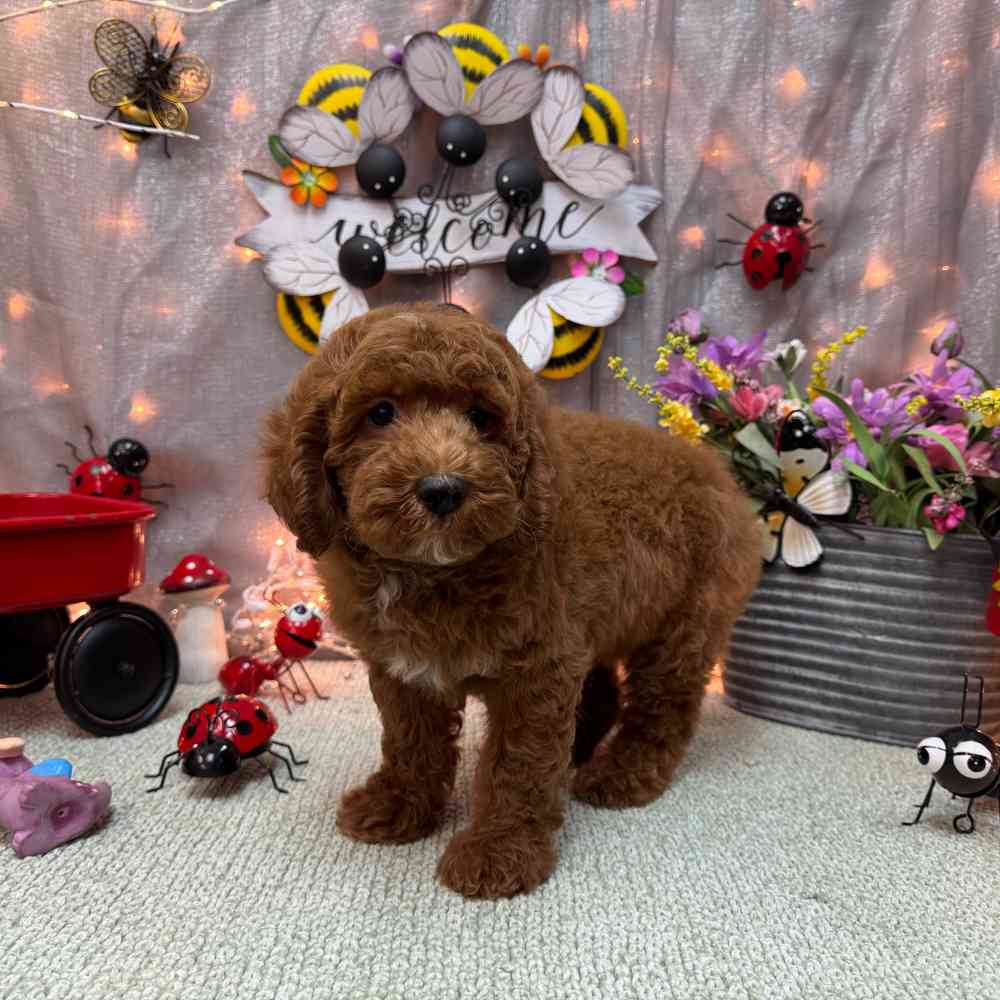 carousel pet images