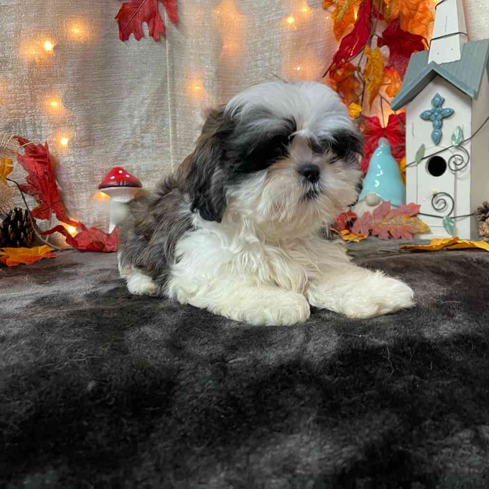 carousel pet images