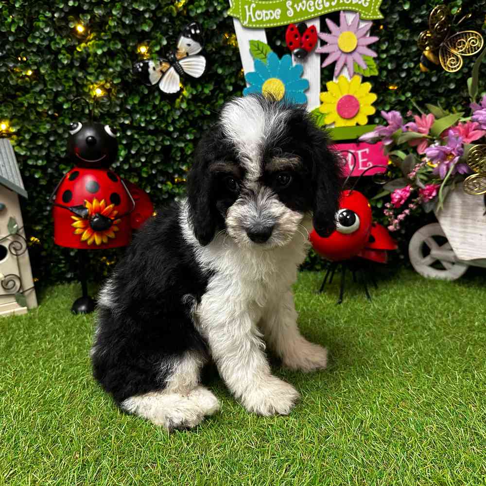 carousel pet images